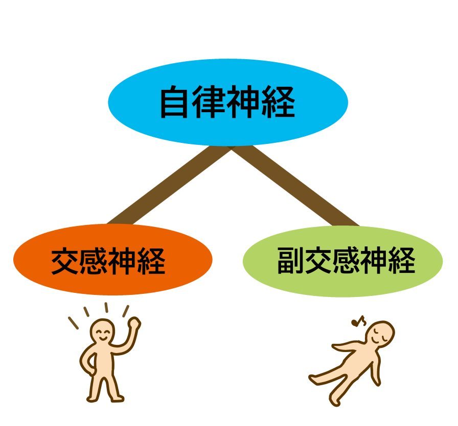 自律神経には交感神経と副交感神経があり、バランスが大切。更年期障害になるとバランスが崩れてホッとフラッシュや不眠、冷えなどが出る。