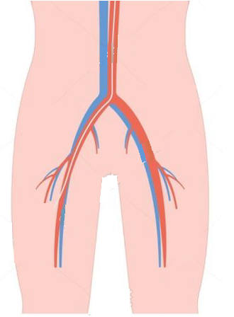 大腿動脈と大腿静脈